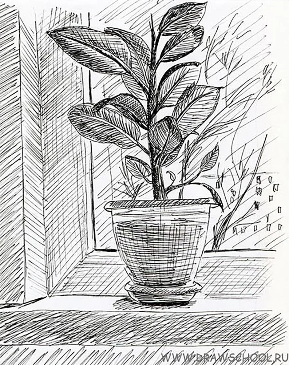 Графика рисунок легко. Комнатные растения карандашом. Зарисовки цветов и растений. Наброски домашних растений. Наброски растений в горшке.