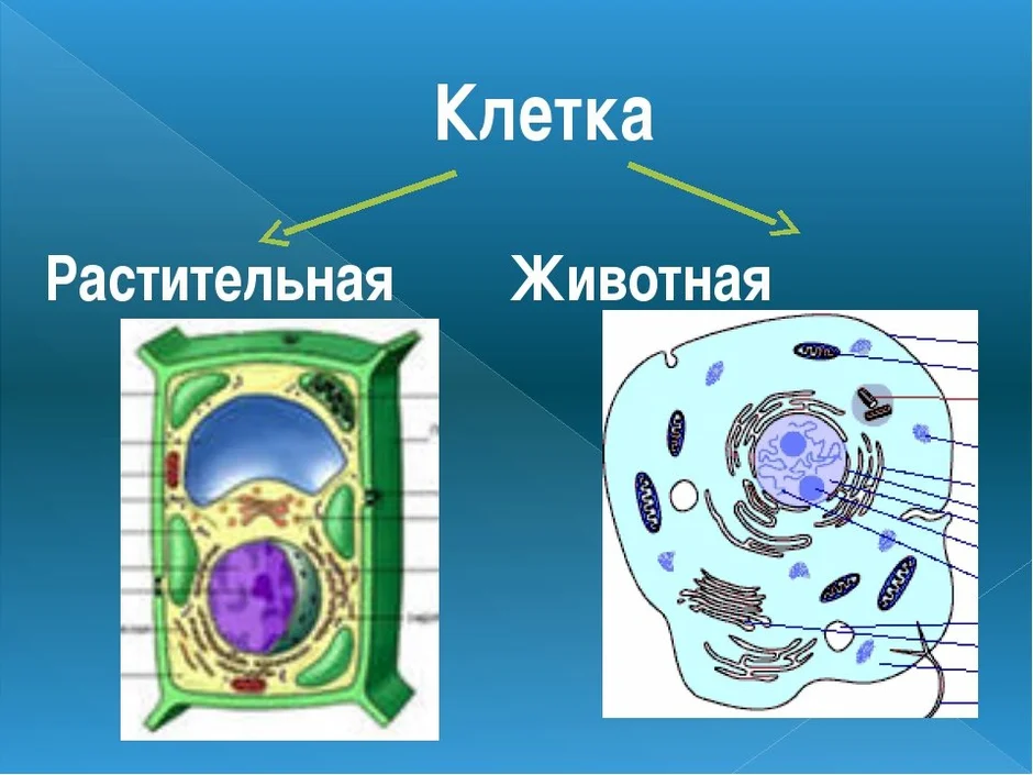 Животная клетка и растительная клетка рисунок