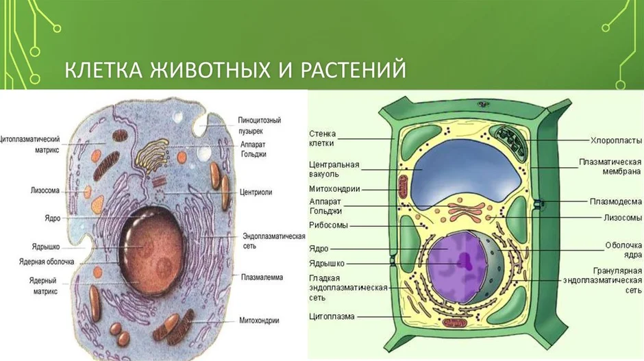 Животная и растительная клетка рисунок и