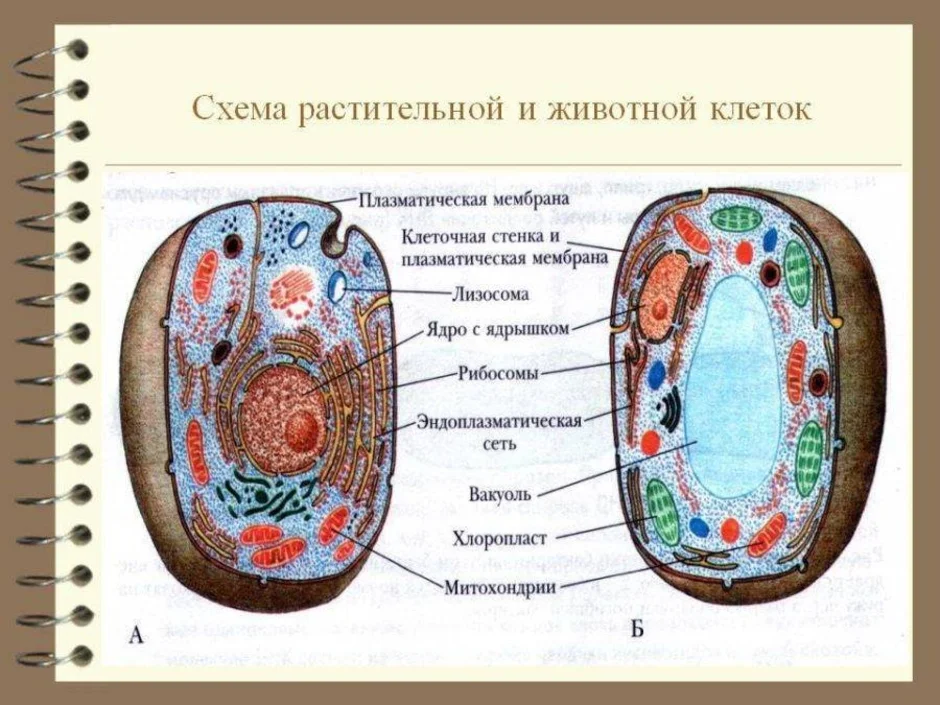 Животная клетка и растительная клетка рисунок