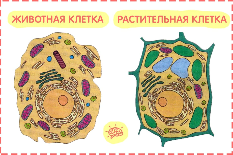 Животная и растительная клетка рисунок без подписей