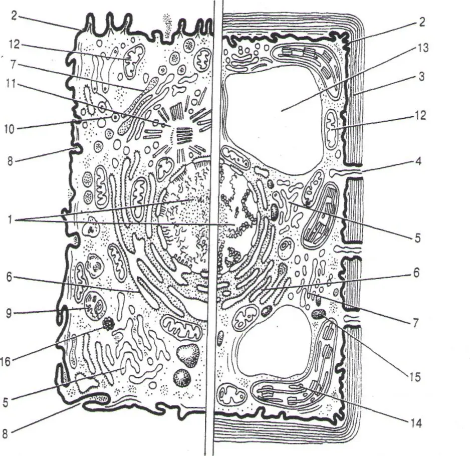 Строение клетки растений и животных рисунок с подписями