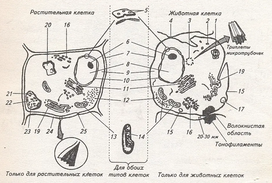 Животная клетка и растительная клетка рисунок