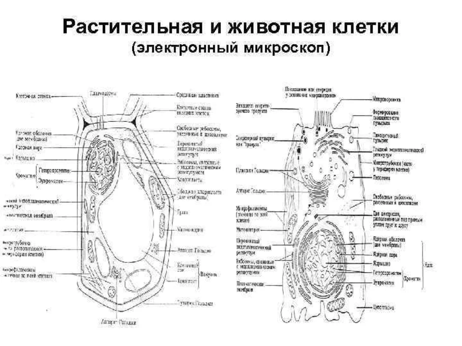 Клетка растений и животных рисунок. Схема строения животной клетки и растительной клетки. Схема строения клетки животного и растения. Строение растительной и животной клетки рисунок. Схема строения животной и растительной клетки рисунок.