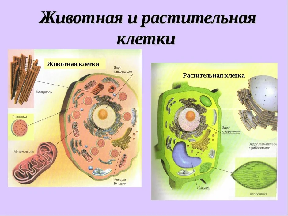 Схема клетки животной и растительной клетки