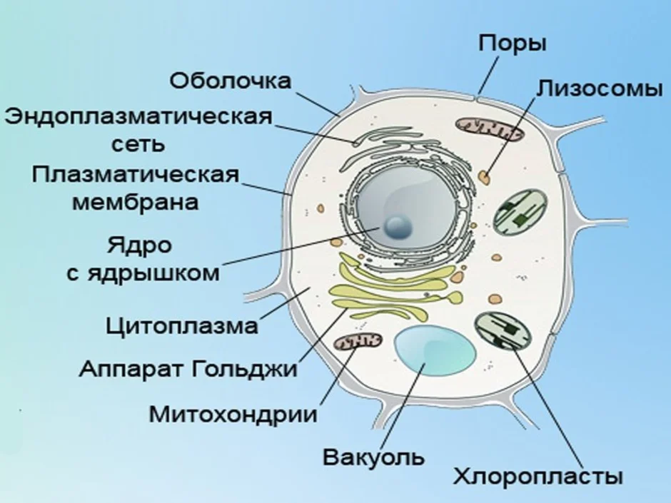Структура растительной клетки 6 класс. Строение клетки 5 класс биология растительной клетки. Строение живой и растительной клетки 5 класс биология. Строение растительной клетки 5 класс биология рисунок. Клетка по биологии 5 класс растительная клетка.