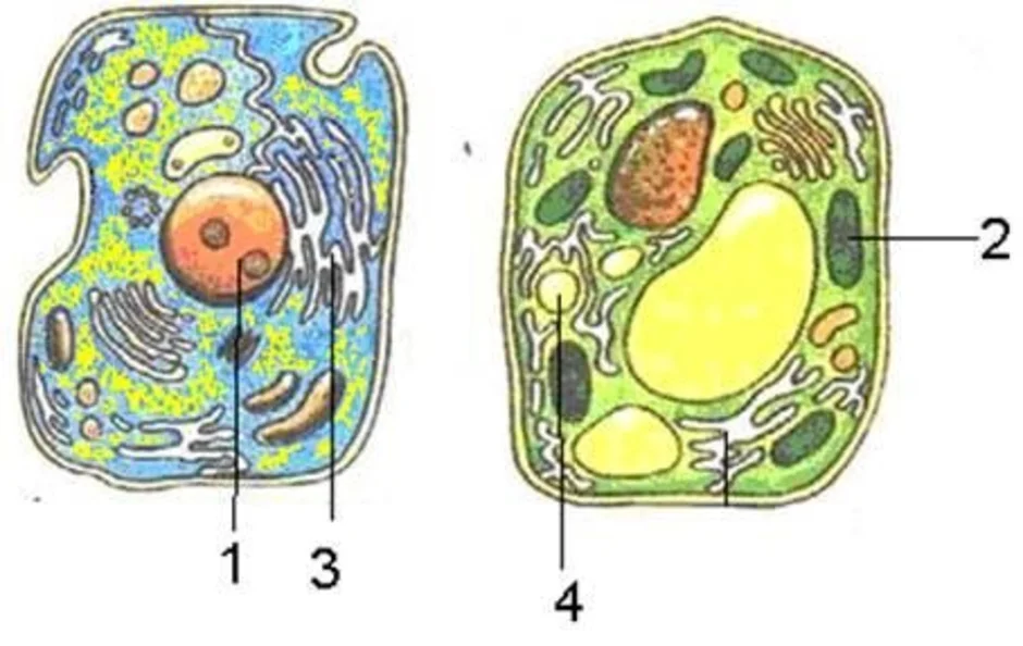 Рисунок растительной клетки с обозначениями 6. Структура растительной клетки рис 1. Строение растительной и животной клетки без подписей. Органоиды клетки растений. Органоиды растительной клетки рисунок.