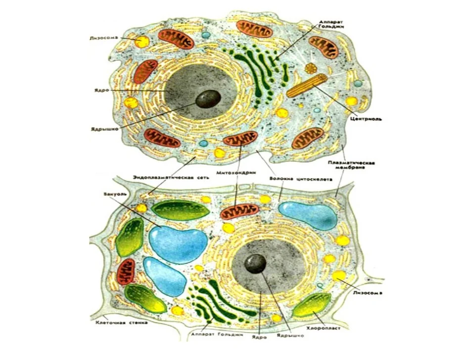 Строение клетки растений и животных рисунок с подписями