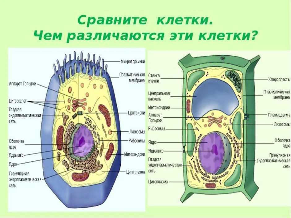 Животная и растительная клетка рисунок и