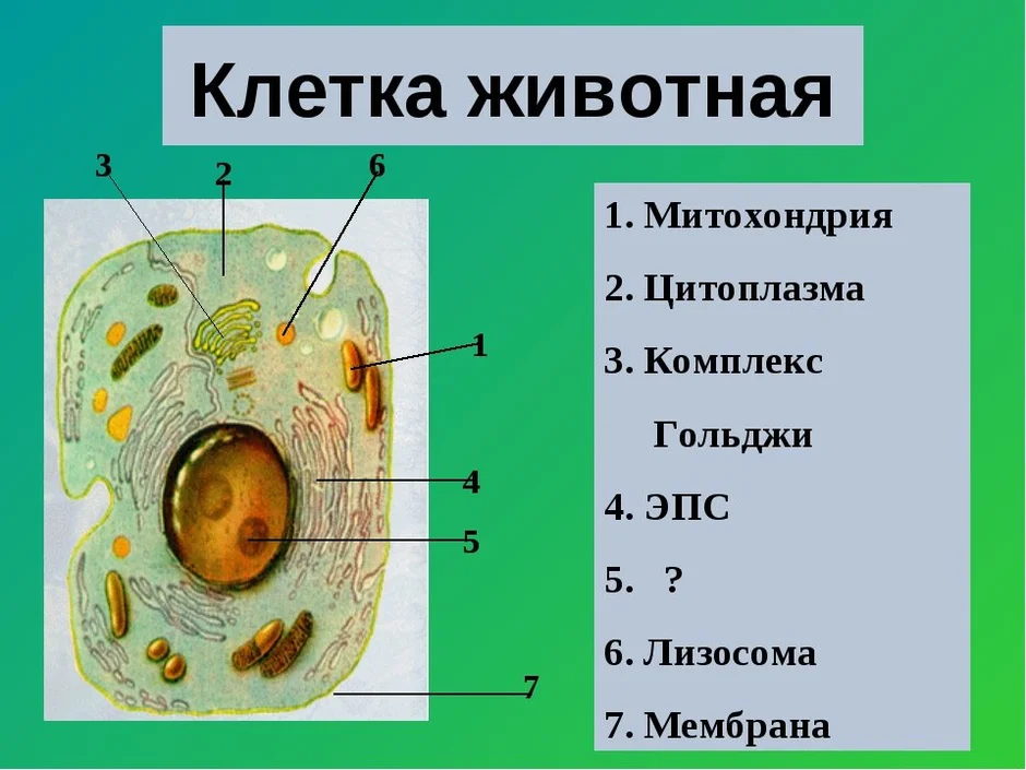 Клетка животных строение рисунок