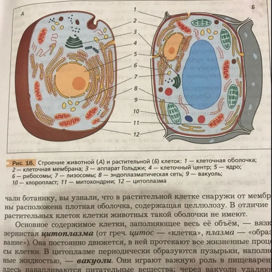 Рассмотрите рисунок растительной клетки какие органоиды. Схема строения животной и растительной клетки. Строение растительной и животной клетки. Строение живой и растительной клетки. Строение растительной клетки структуры и функции.