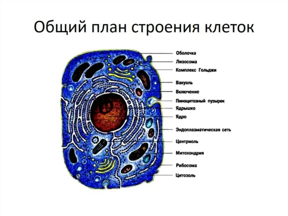 Структура животного мира в виде схемы