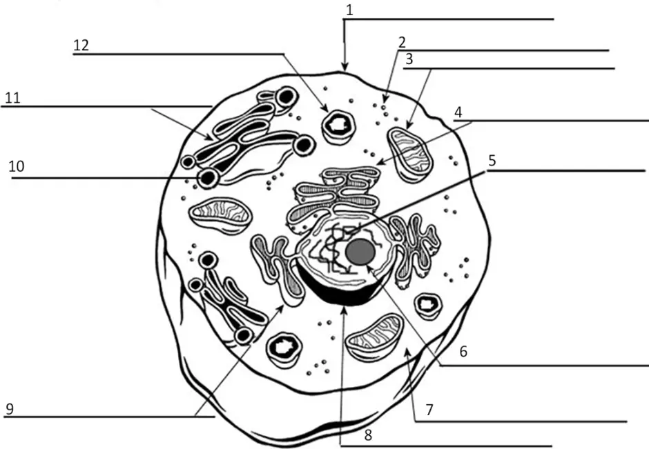 Органоиды клетки схема. Строение эукариотической клетки без подписей. Органоиды животной клетки без подписей. Карточки строение животной клетки. Схема строения животной клетки без подписей.