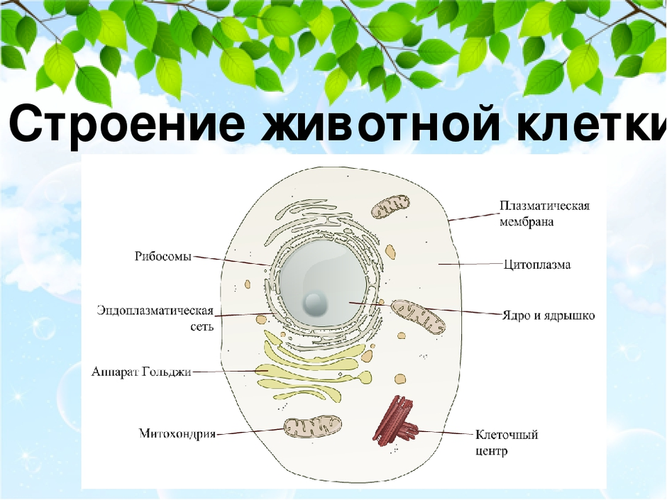 Клетка растения и животного рисунок с подписями