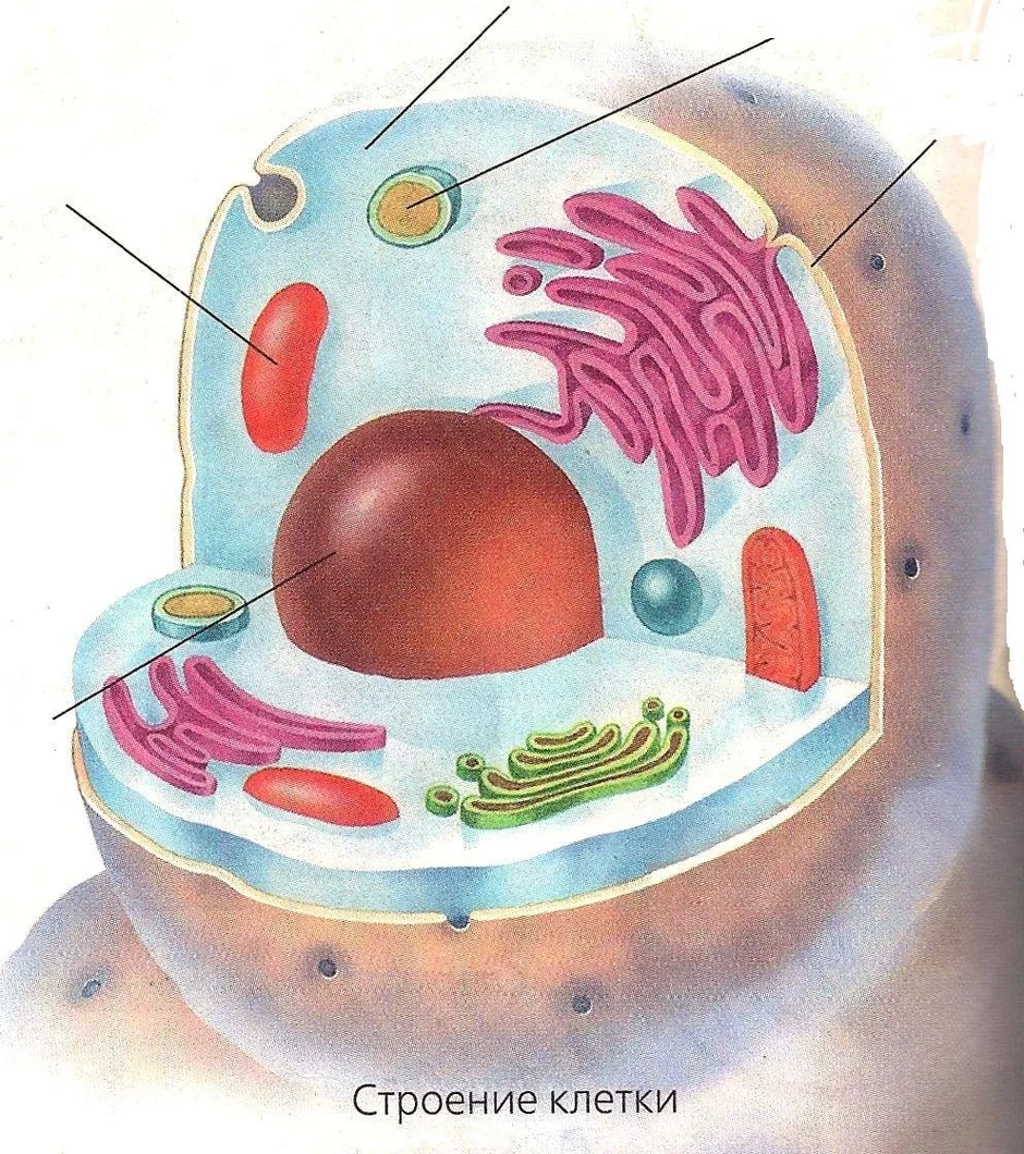 Картинка клетки человека