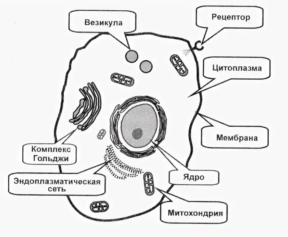 Простейшая живая клетка. Строение эукариотической клетки животного схема. Строение эукариотической клетки черно белый рисунок. Схема строения живой клетки. Схема строения эукариотической животной клетки рисунок.