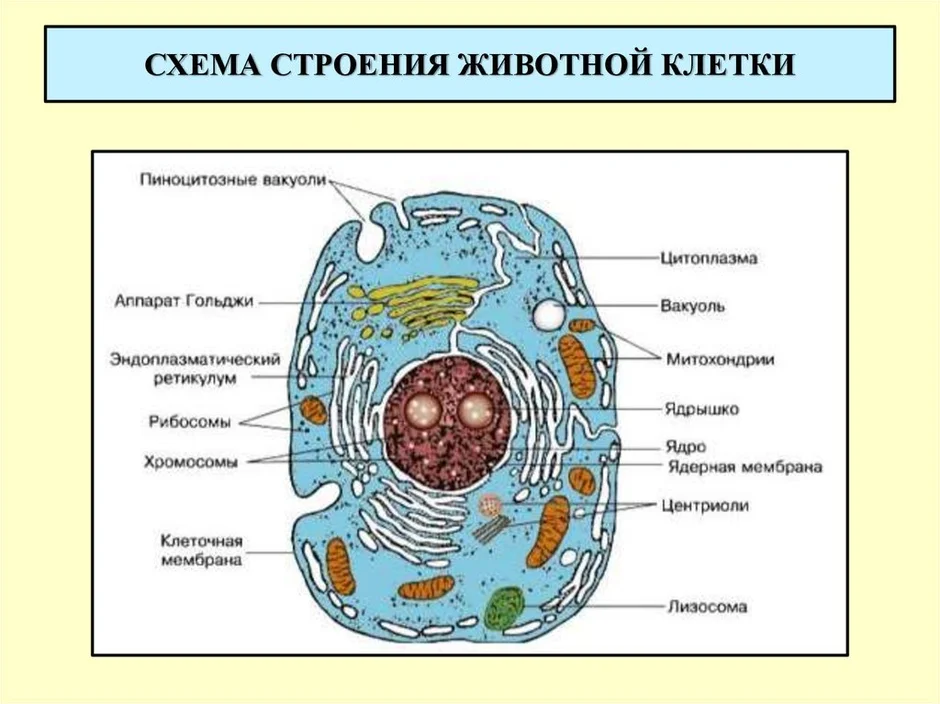 Рассмотрите рисунок животной клетки