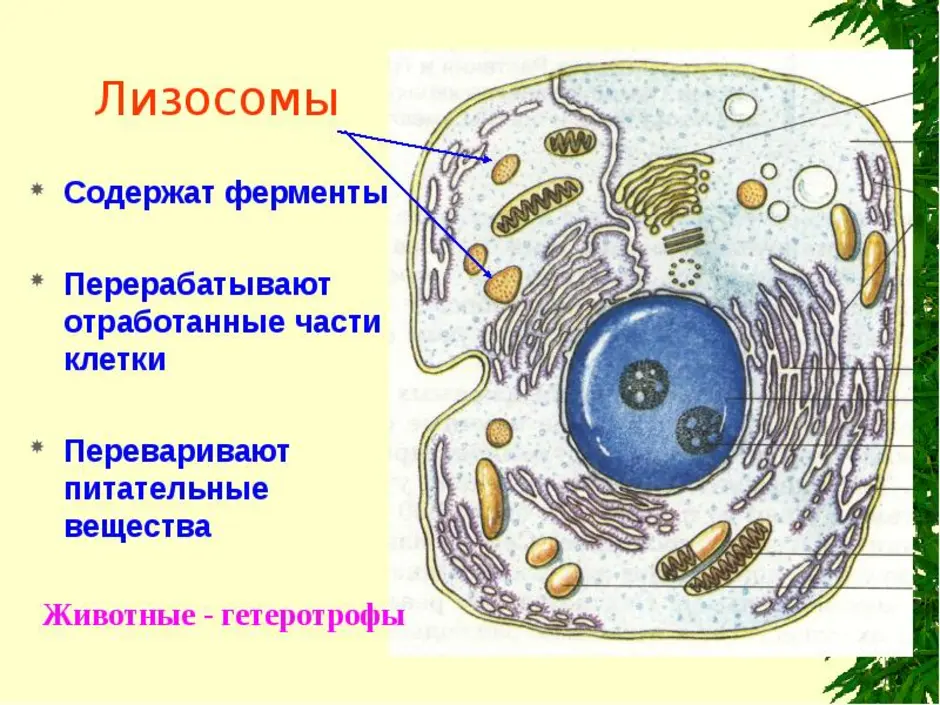 Живую клетку открыл. Строение клетки животных рисунок. Нарисовать строение животной клетки. Нарисуйте строение животной клетки. Основные части животной клетки рисунок.