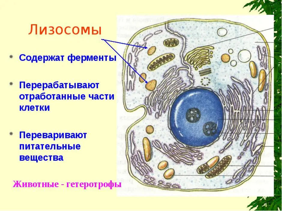 Клетка с подписями. Строение клетки животного рисунок. Строение животной клетки рисунок с подписями биология. Нарисовать строение животной клетки. Нарисуйте строение животной клетки.