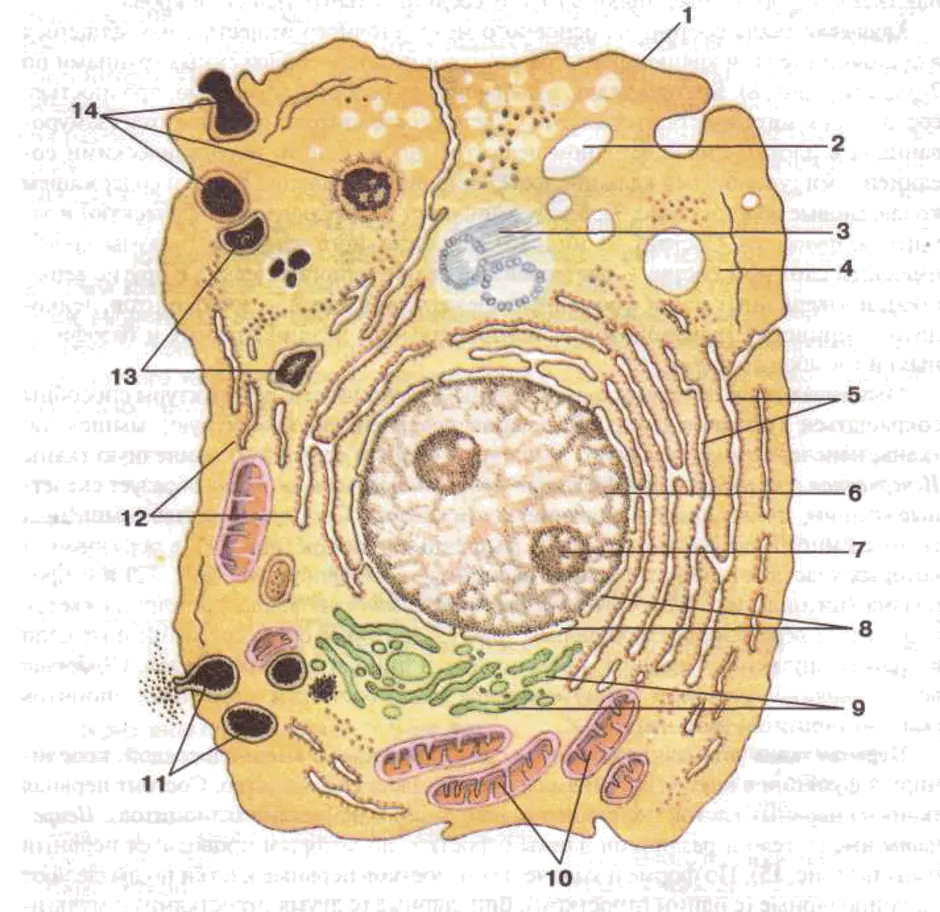 Клетка живого схема. Органоиды животной клетки схема. Строение клетки анатомия. Структуры клетки обозначенные цифрами 1. Органеллы клетки животного.