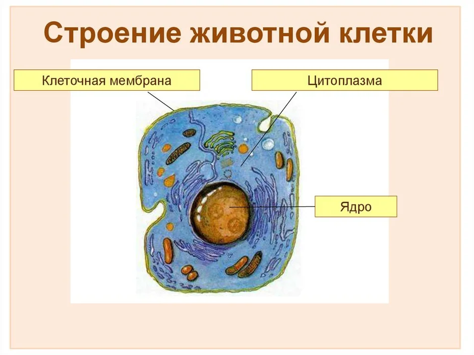 Проект строение клетки 5 класс