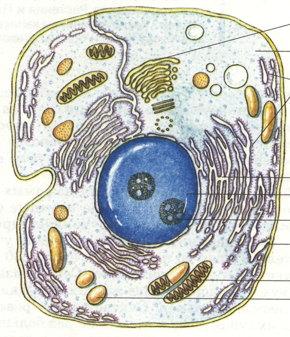 Нарисовать живой организм. Эукариоты Живая клетка. Цитология строение клетки. Строение эукариотической клетки клетка животного организма. Эукариотическая животная клетка.