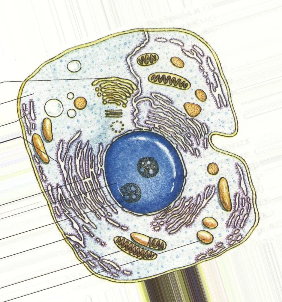 Клетка нарисовать биология
