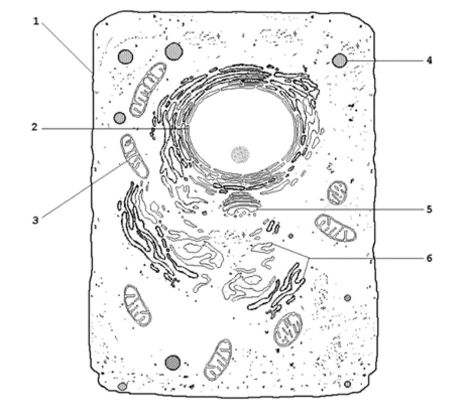 Растительная клетка рисунок схематично. Строение животной клетки клетки без подписей. Строение эукариотической клетки черно белый рисунок. Схема строения животной клетки без подписей. Животная клетка строение рисунок 6 класс.