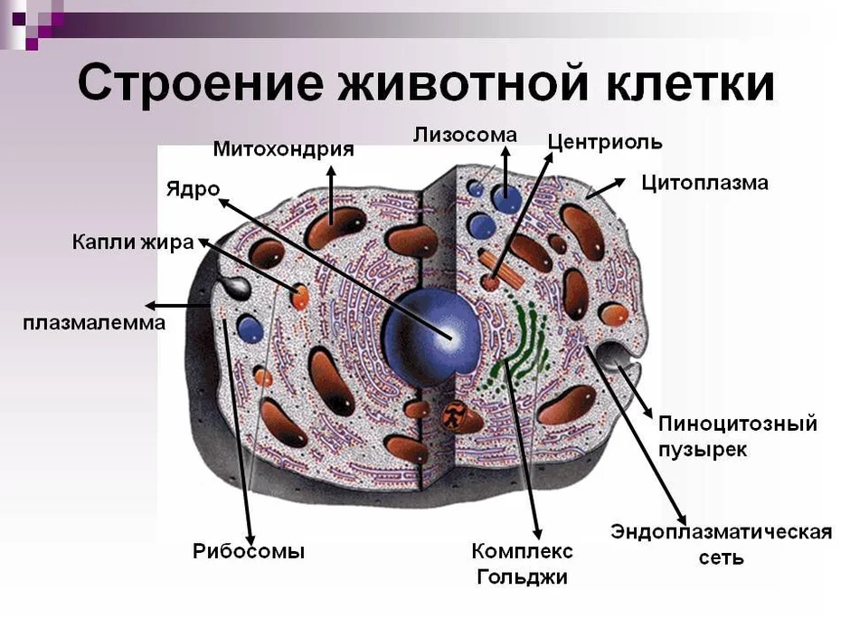 Строение клетки презентация 9 класс