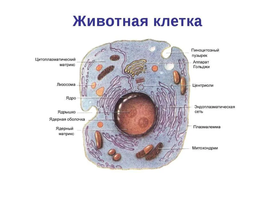 Презентация на тему строение клетки животной клетки