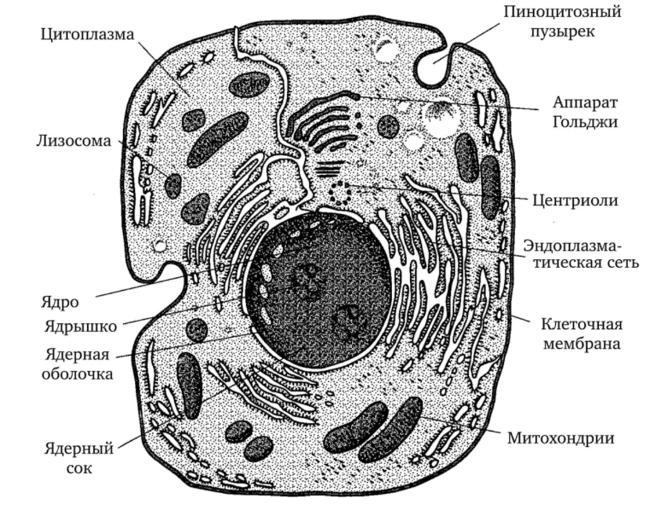 Клетка растения и животного рисунок с подписями