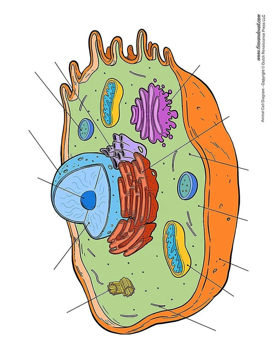 Клетка живого схема. Цитология органеллы клетки. Строение животной клетки рисунок. Строение живой клетки. Эукариотическая клетка рисунок.