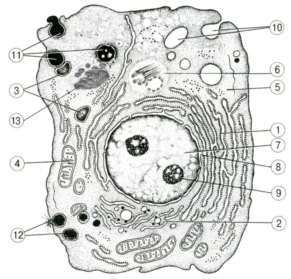 1 строение клетки животных. Строение строение животной клетки. Схема животной клетки с обозначениями органоидов клетки. Схематическое изображение строения животной клетки. Органоиды животной клетки без подписей.