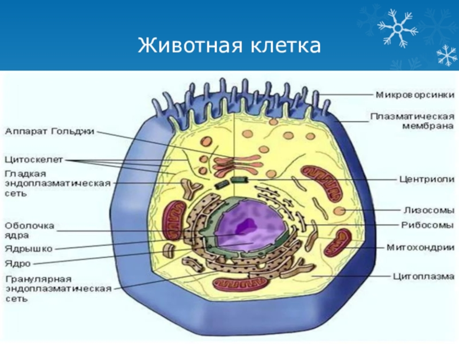 Клетка животных строение рисунок