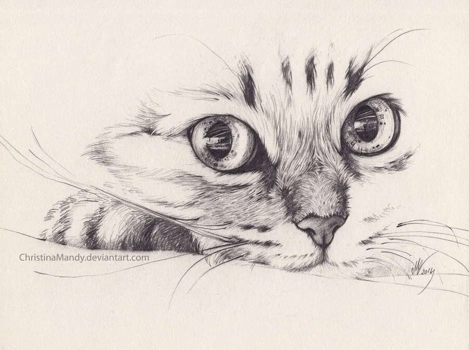 Красивые рисунки котов карандашом