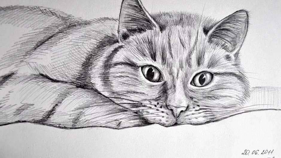 Кот простым карандашом