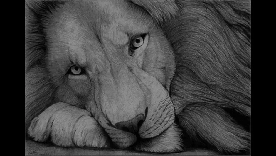 Морда льва простым карандашом