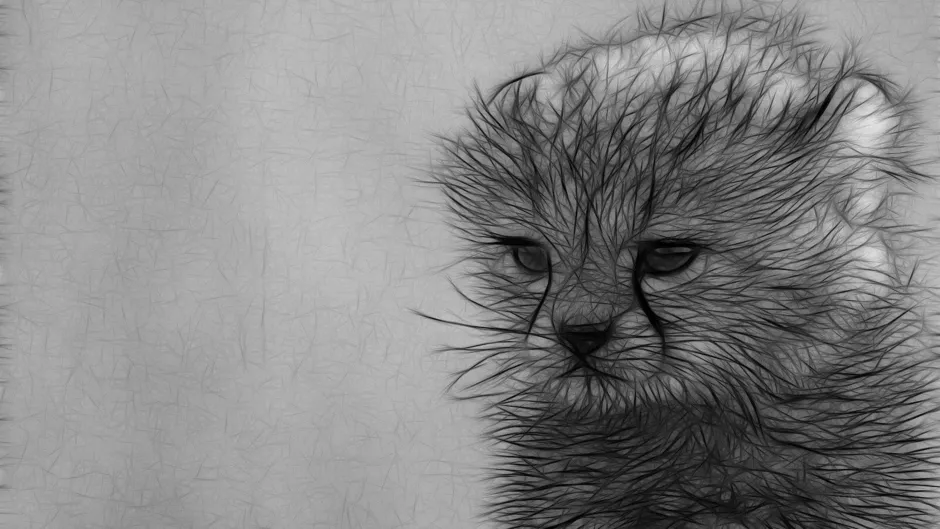 Красивые рисунки животных карандашом