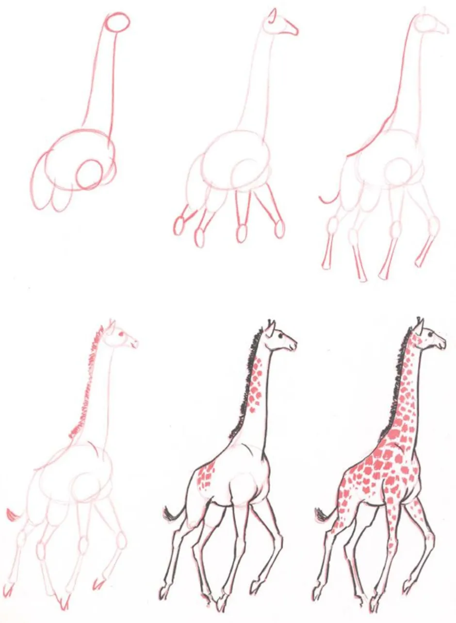 Жираф поэтапно для детей. Рисование жирафа. Жираф поэтапное рисование. Жираф рисунок карандашом. Поэтапное рисование жирафа для дошкольников.