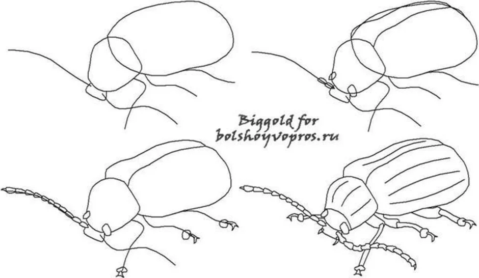 Майский жук рисунок для детей карандашом поэтапно