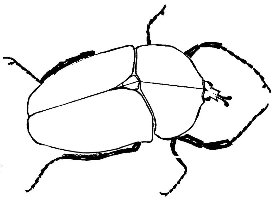 Картинка жука карандашом