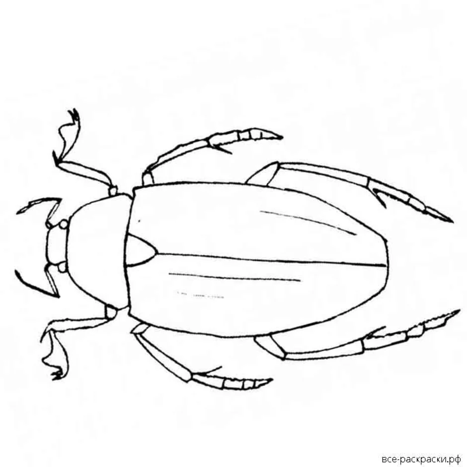 Жук рисунок для детей карандашом поэтапно легко