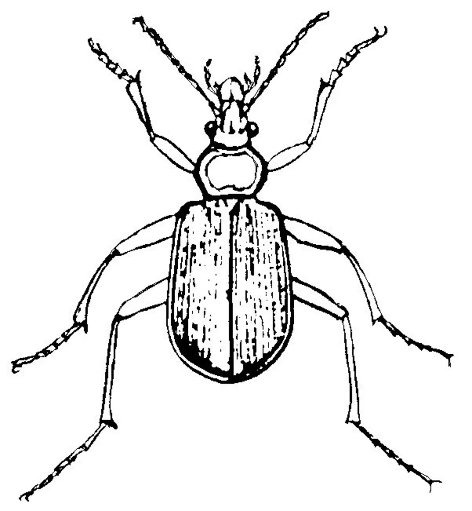 Жук рисунок карандашом