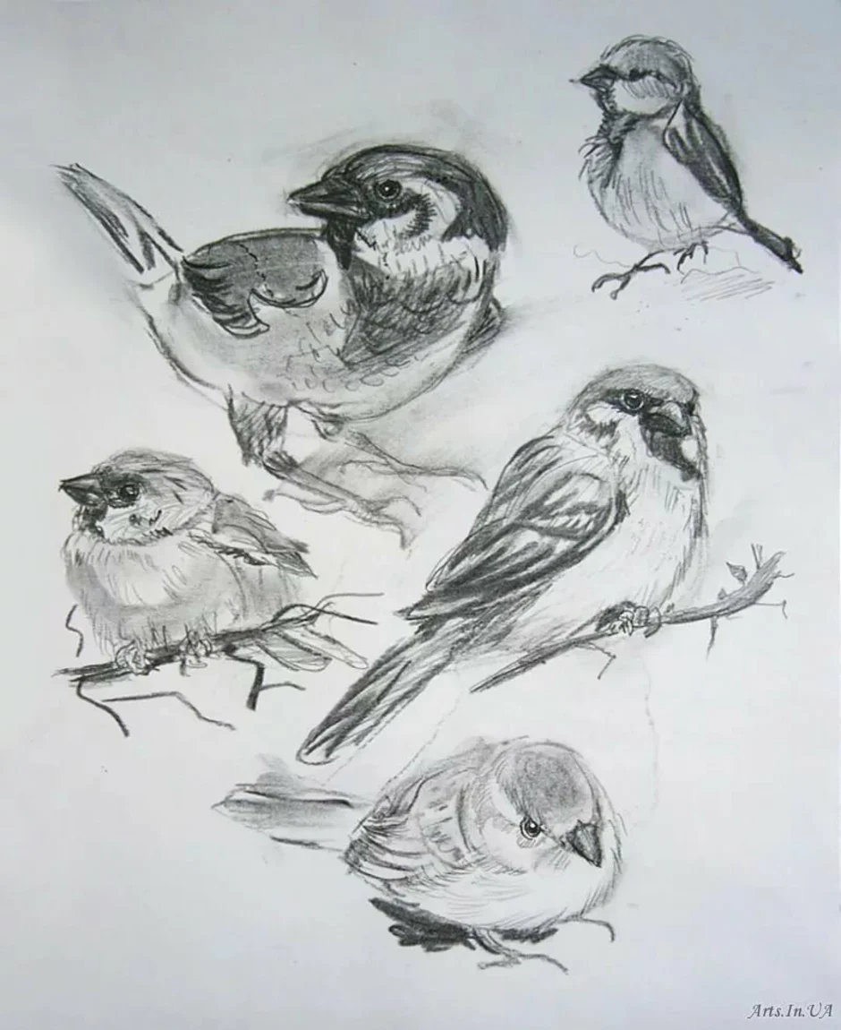 Рисунок в графике 2 класс. Зарисовки птиц. Наброски животных. Наброски птиц. Наброски и зарисовки животных и птиц.