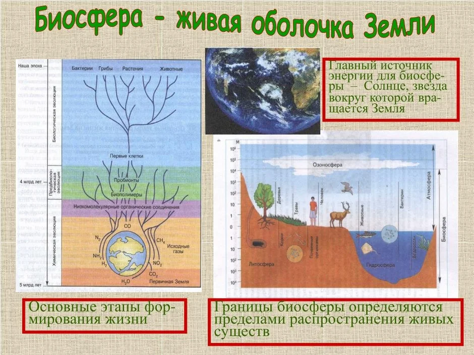 Биосфера рисунок по географии