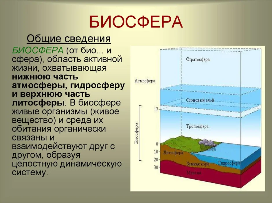 Рисунок человек и биосфера 6 класс