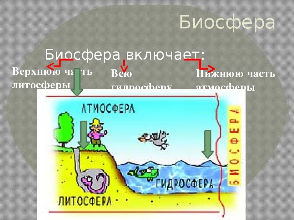 Биосфера рисунок по географии