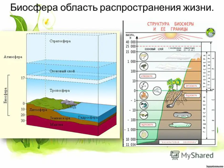 Биосфера в картинках