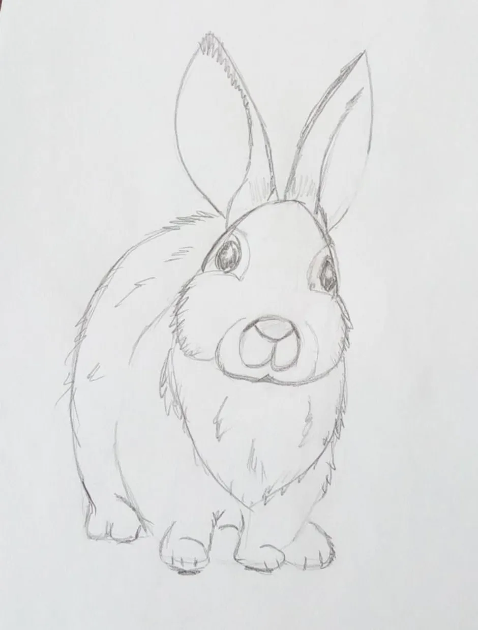 Нарисовать зайца карандашом