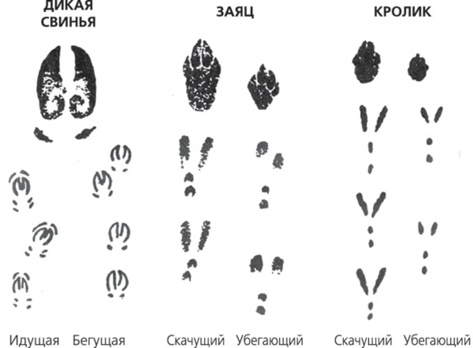 Следы зайца на снегу рисунок